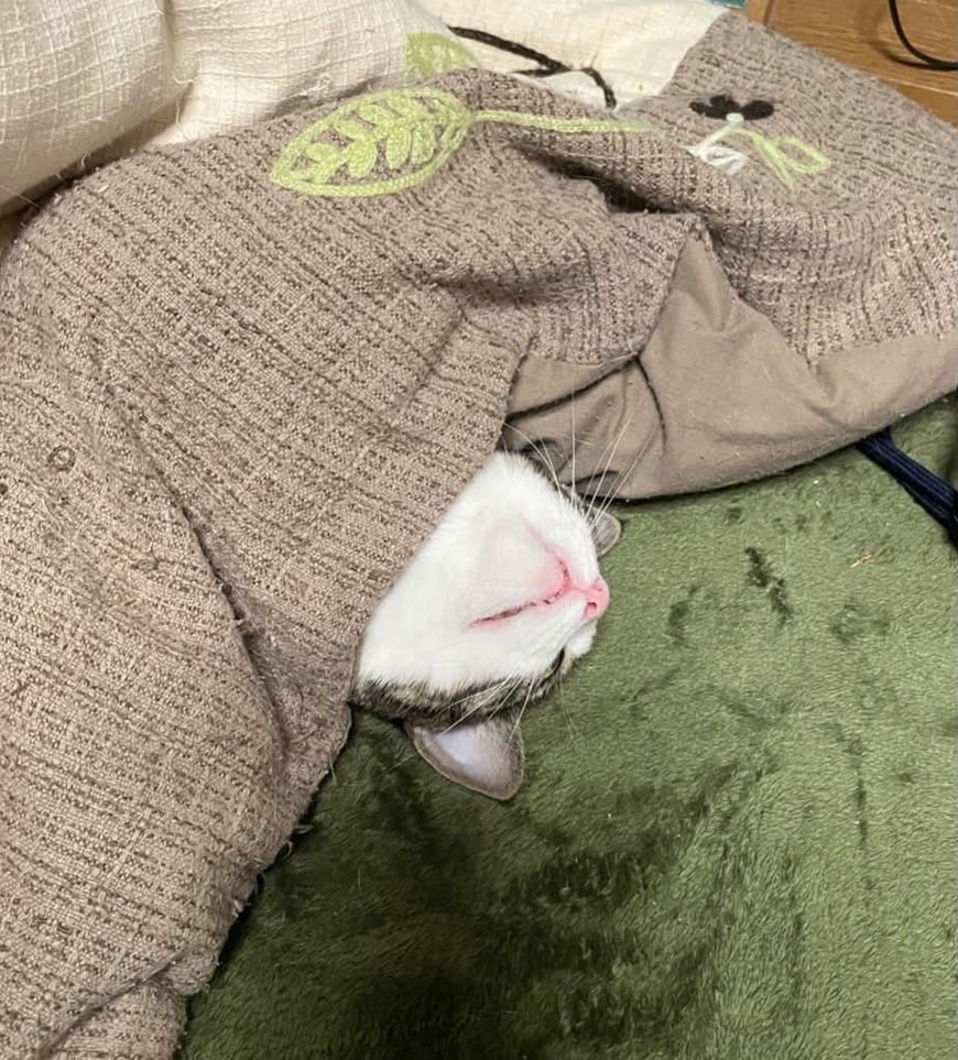 こたつを片付けられない理由
