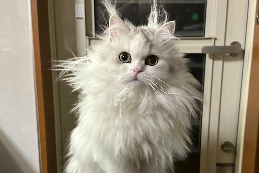 出所：@NEKOLAND13