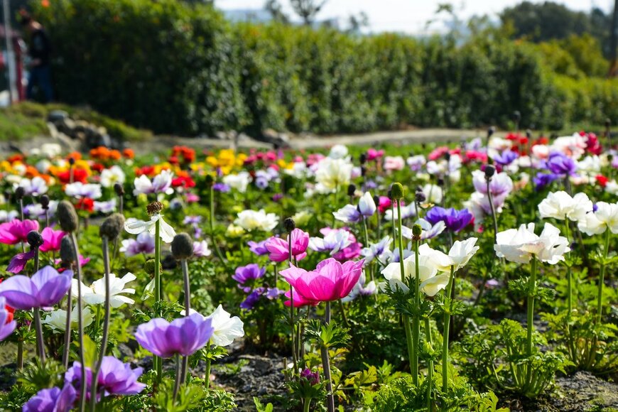 liu yu shan/Shutterstock.com