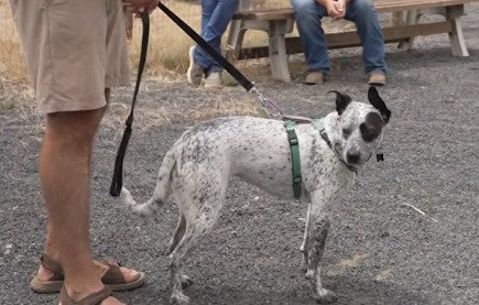 「約5年間一緒にいた愛犬」を家族のために保護施設へ　託した施設で思いがけない才能を期待されることに