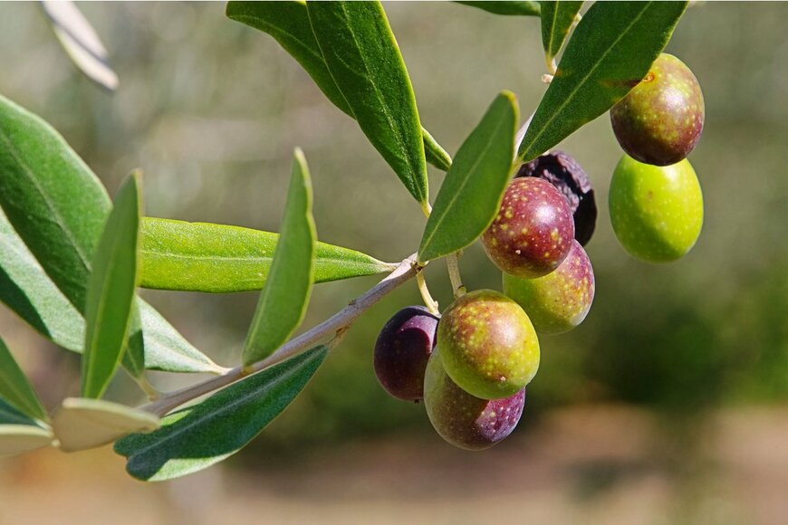 LianeM/Shutterstock.com