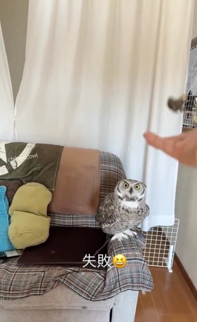出所：@chibita_owl