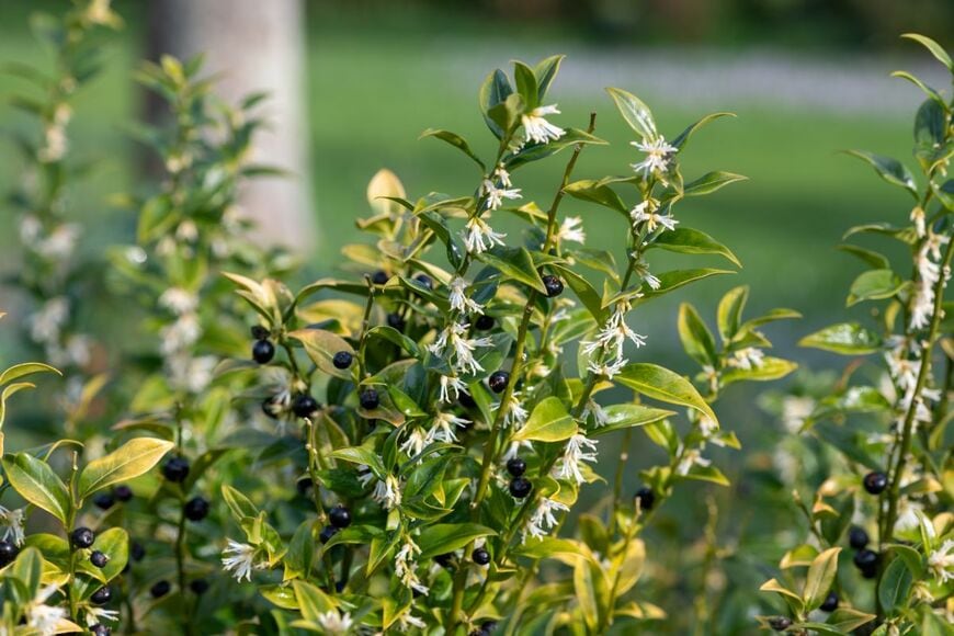 Tom Meaker/shutterstock.com