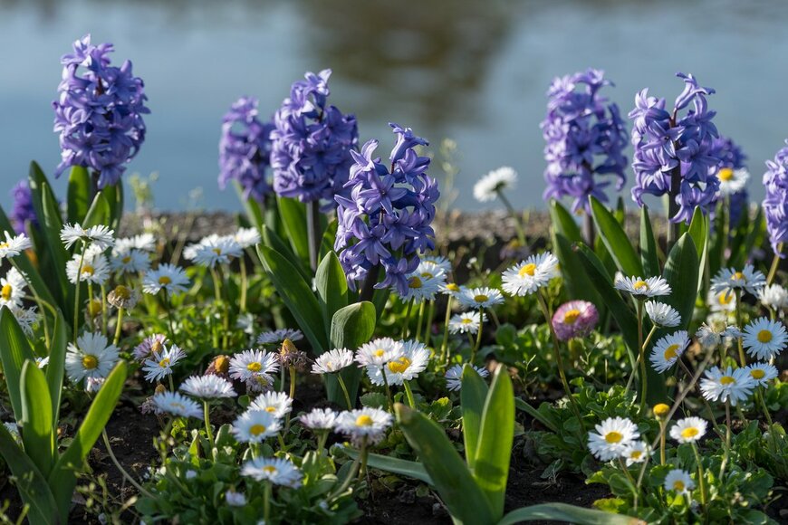 ヒヤシンス、デージー（Cristina Ionescu/Shutterstock.com）