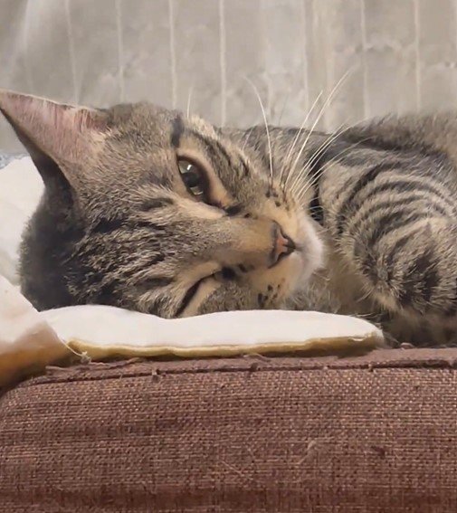 出所：@kagisuzu0531