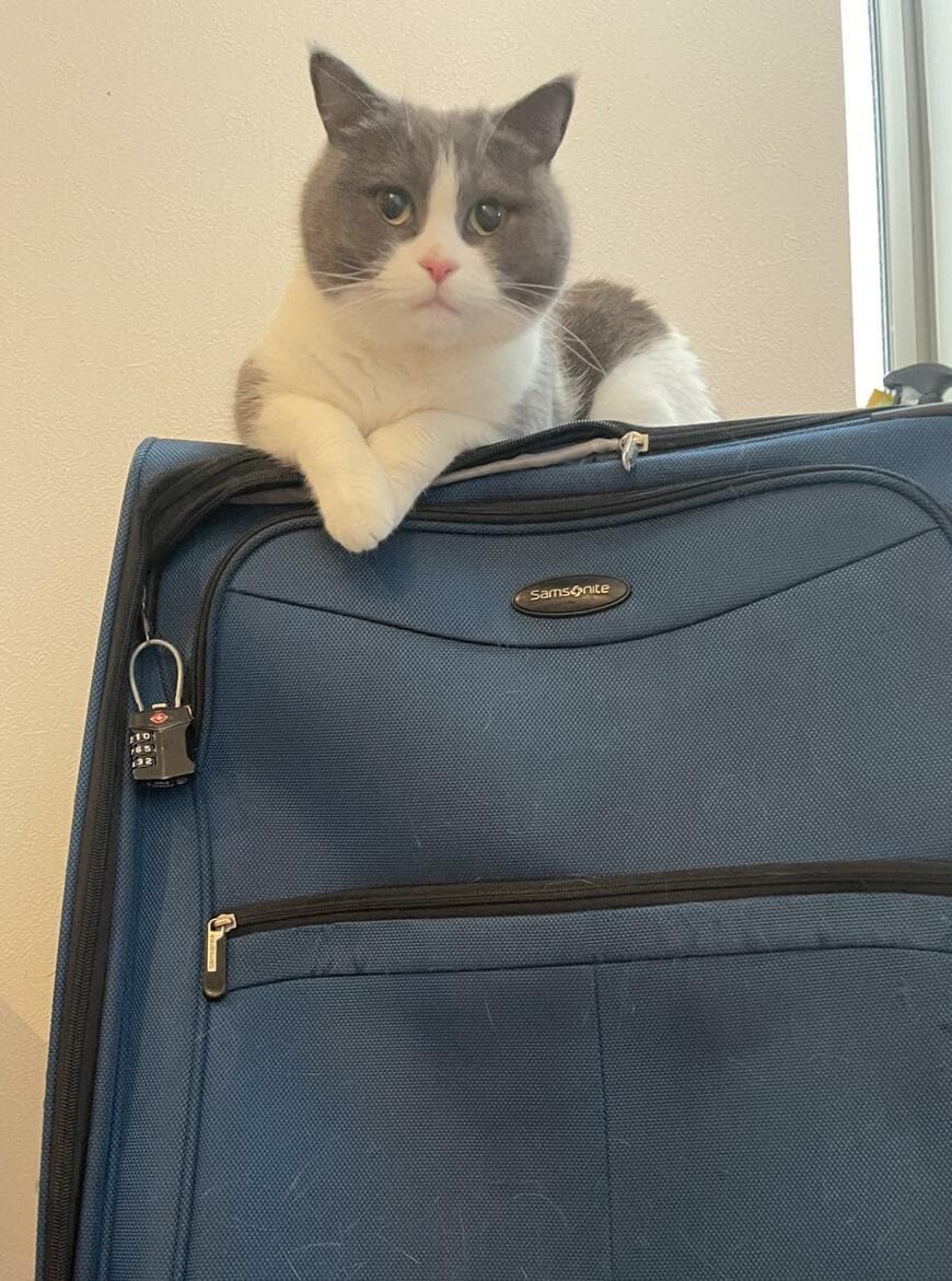 玄関先でスーツケースを閉めようとしたら　まさかの猫の行動に「気づいてよかった！」