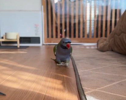 【土俵入りする関取インコ】インコの土俵入り？オオダルマインコの頭を思わず二度見で大爆笑