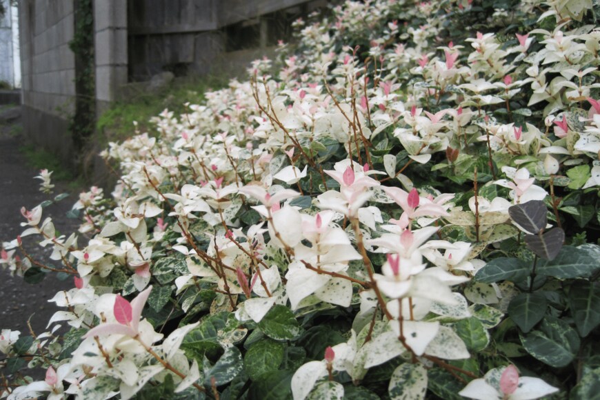 meiko_KODAKA/shutterstock.com