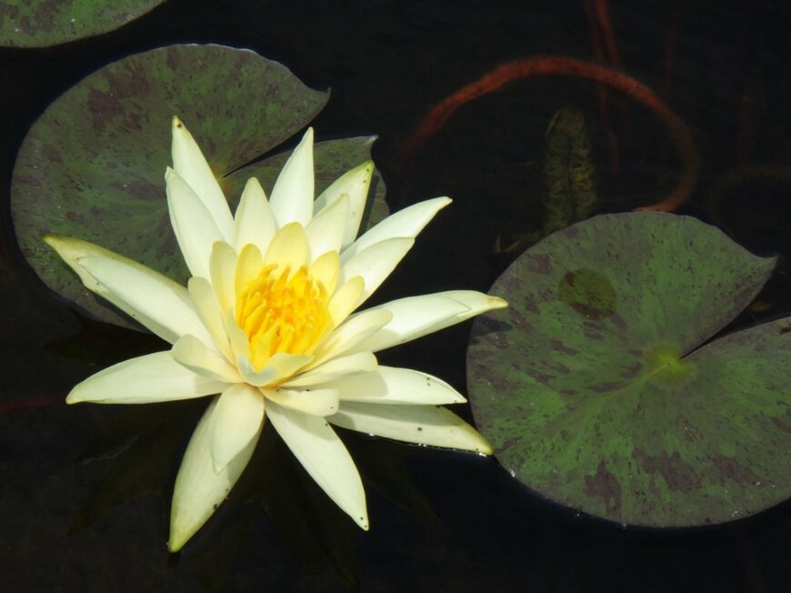 shiro_ring/shutterstock.com