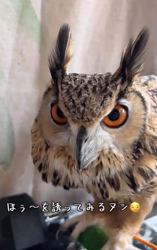 出所：@ba_chantolatte