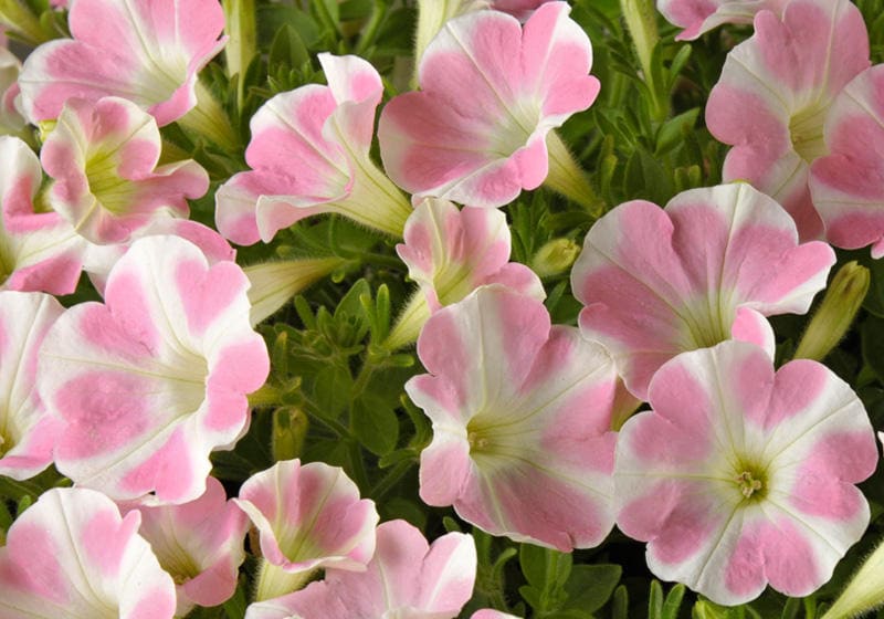 サントリーフラワーズ　サフィニアアート（ももいろハート）