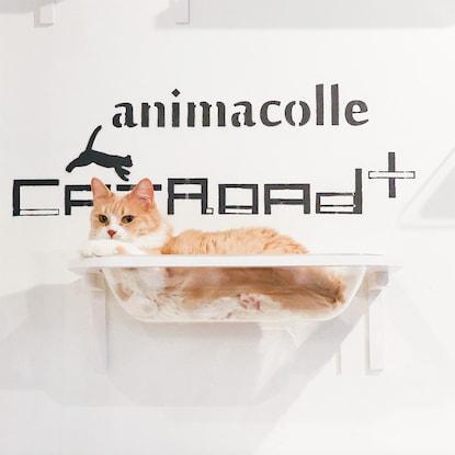 ニトリ、キャットステップanimacolle(キャットバス)画像