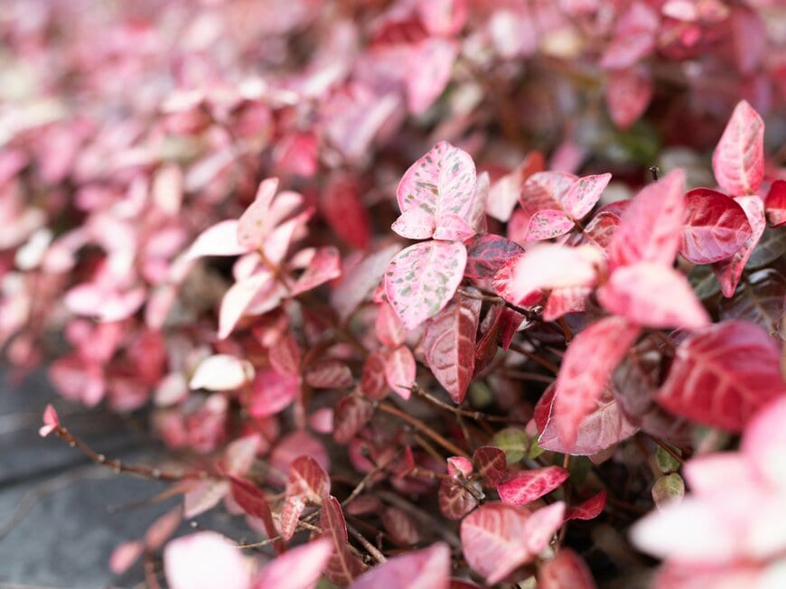 葉がピンク色に染まった、ハツユキカズラ