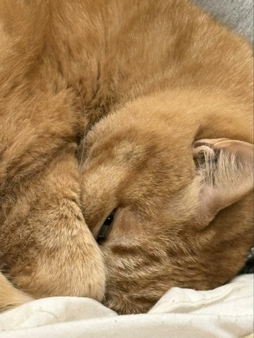 薄目を開けていた猫