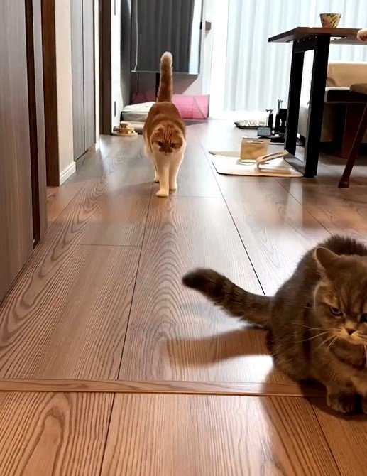 お見送りする猫