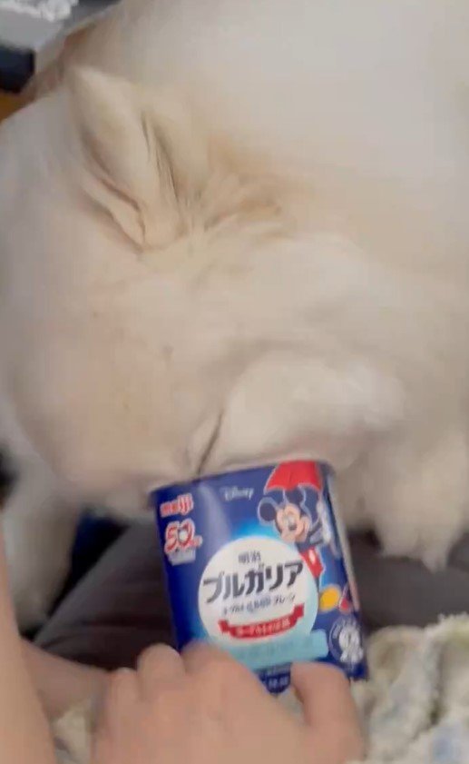 ヨーグルトが好きすぎる犬