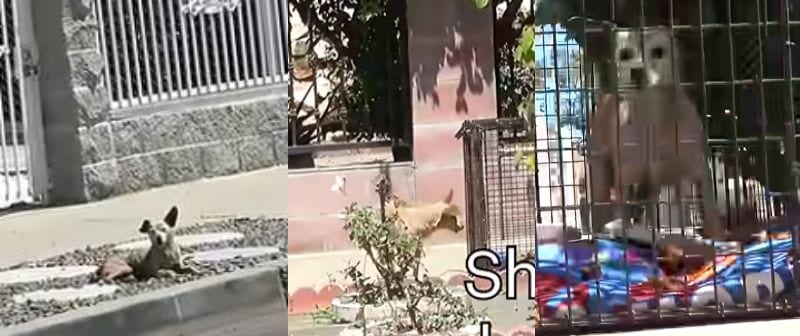 出所：<u><a href="https://www.youtube.com/watch?v=1-n0BLEcBMM" target="_blank">@hopeforpaws</a></u>