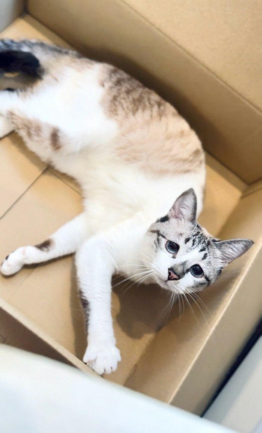 ダンボールの中にいる猫
