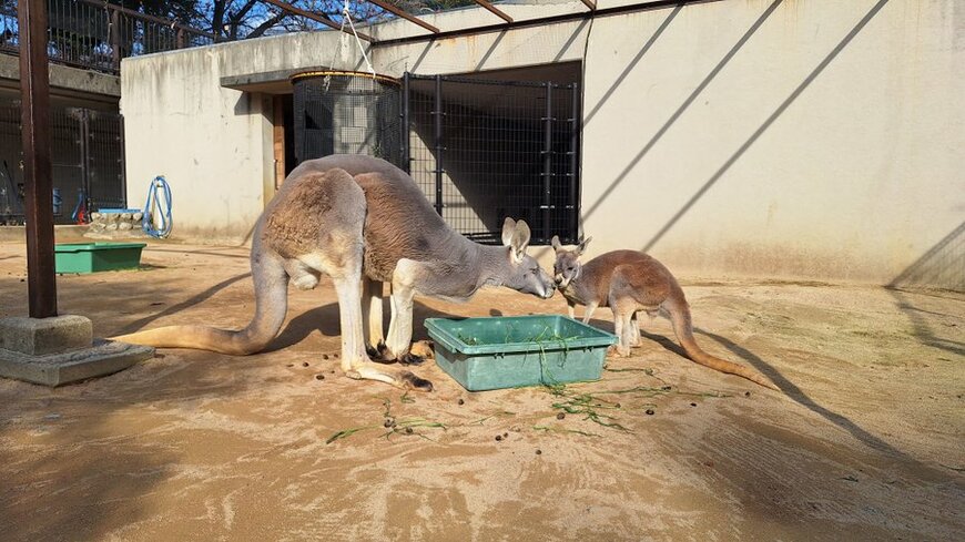神戸市立王子動物園