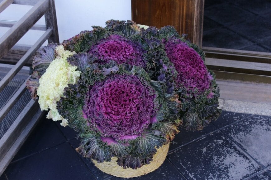 紫色のハボタンと白いハボタンの寄せ植え