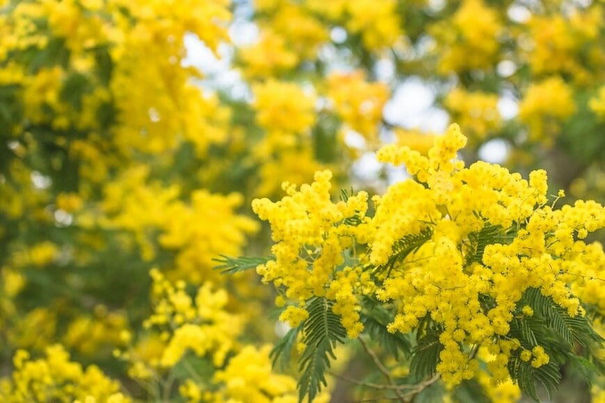 黄色いミモザの花