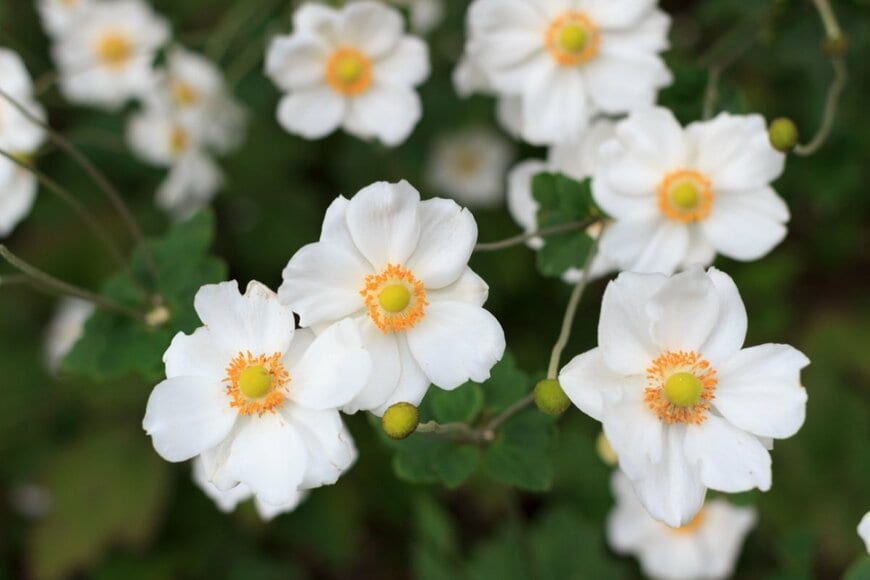 白い花を咲かせている、シュウメイギク