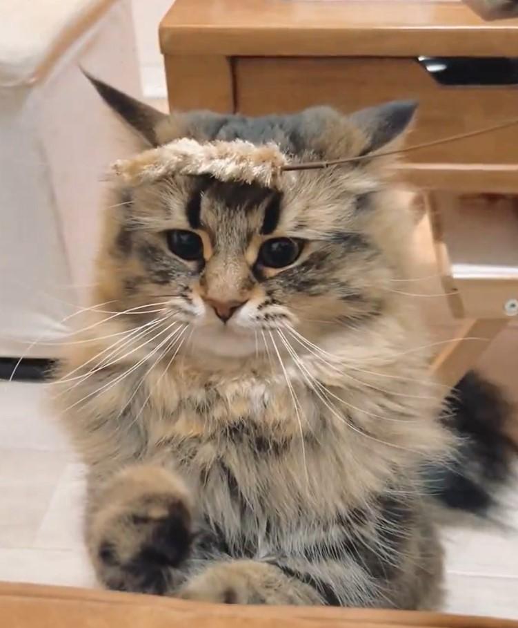 猫じゃらしと猫