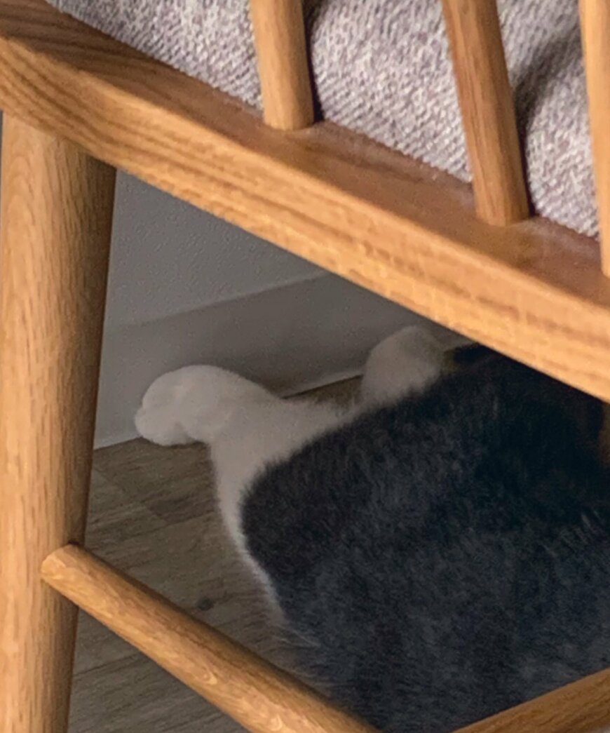 肉球を冷やす猫