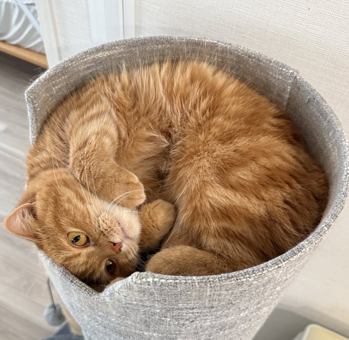 ゴロゴロする猫