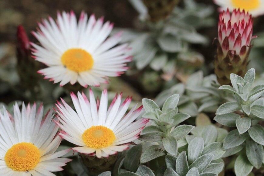 花芯が黄色、花弁が薄桃色のヘリクリサム・シルバーキャンドルの花