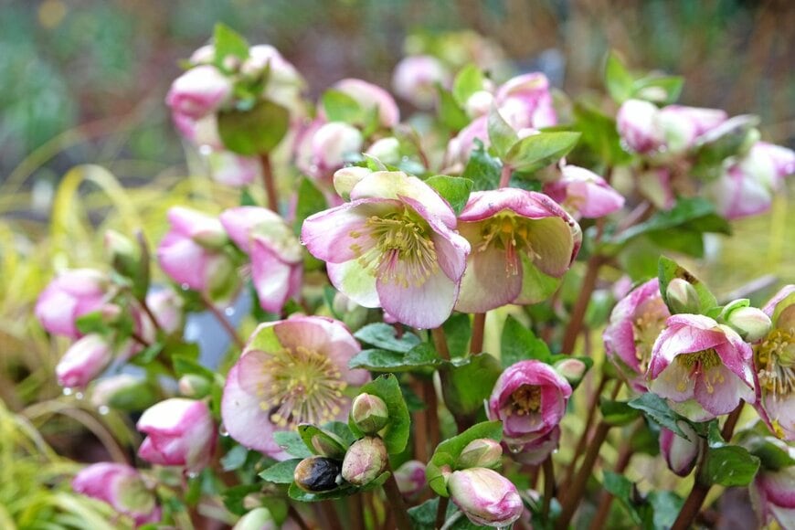 白とピンクのグラデーションが美しい、クリスマスローズの花