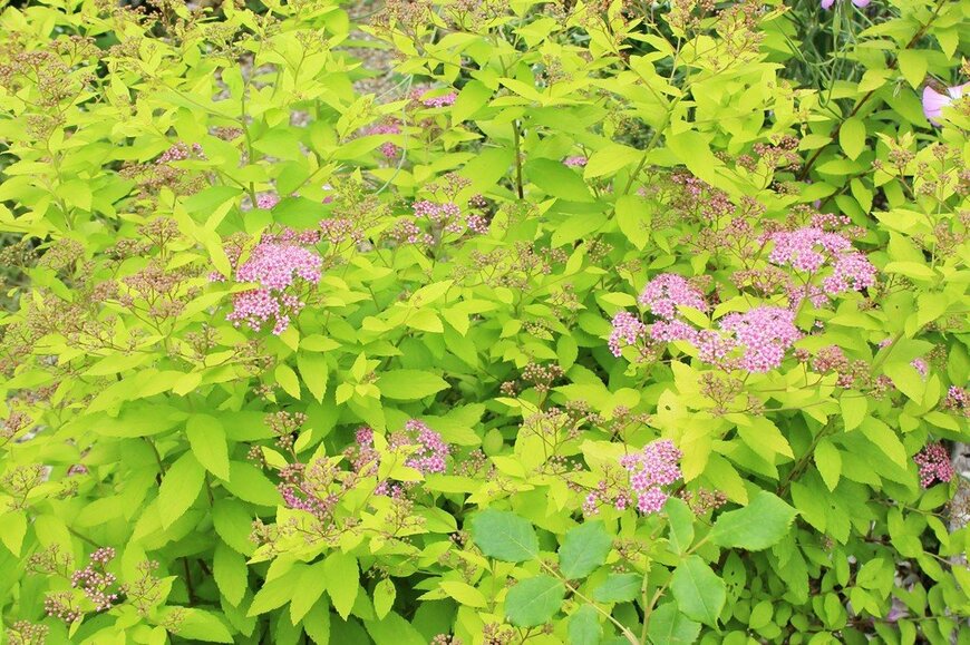 ピンクの花を咲かせているシモツケ・ゴールドフレーム