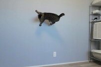 動物病院で「足の筋肉がすごいね」と言われた猫　自宅での様子に思わず目を疑う