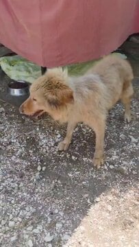 「もう一度、冬を外で過ごさせたくない」何年も路上で生きた高齢犬、里親を探す投稿に反響