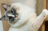 「驚異のもこもこ感」に思わず二度見　美形な猫が見せた「無防備すぎる姿」に癒やされる人続出