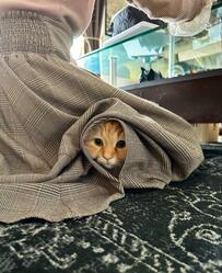 【かわいい】大好きなママが化粧を始めると…猫ちゃんのまさかの行動に4万超えいいね