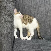 「寝てるか歩いているかわからない」猫の姿に思わず笑ってしまう