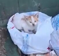 ごみ箱に捨てられ怯えていた子猫　保護団体に救助されると…“ふみふみ”安心しきった美しい姿に心が温まる