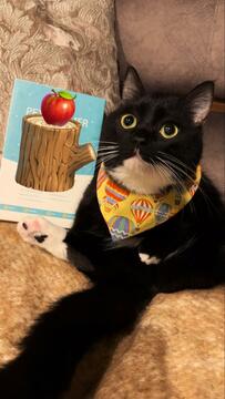 【悶絶】真ん丸ボディに胸キュン！猫なのに人間の赤ちゃんみたい！？