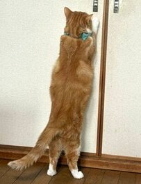 猫ちゃんと一緒に「だるまさんが転んだ」？!　後ろ姿にキュンとする　白ソックスの手足にも悶絶