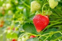 祭りで購入した「とち狂ったいちご」　強烈なビジュアルに4万いいね「強そう」「思わず声出た…」