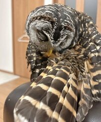 【羽繕いするフクロウ】「綺麗になったね」背中のお手入れも欠かさない…美しい羽に注目！