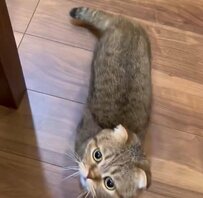 朝からカレーを食べていたパパ　それを見た猫が立ち上がり…？かわいい反応に笑ってしまう