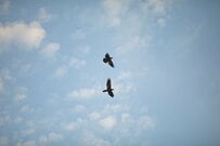 空を飛ぶカラスがくわえていた「まさかの生物」　意外な獲物に思わず二度見