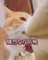 【猫 VS 飼い主】毛布を巡る洗濯バトル勃発！勝ったはずが…まさかのどんでん返し！？