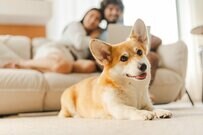 「寝ころんだ犬」の姿勢に思わず目を疑う　壁にフィットした姿に「綺麗に枠埋めてますね」