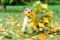 厚生年金「ひとりで月額20万円」はフツーに貰えるものなのか？サラリーマン・老後の年金事情がグラフで丸わかり