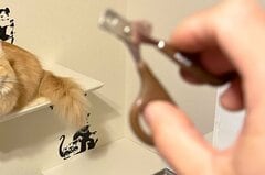 爪切りを取り出した瞬間…猫のかわいすぎるリアクションが話題