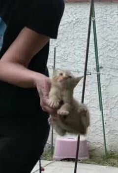 立て板と壁の間に閉じ込められた子猫たちを救出「お母さん猫も一緒に来てくれてよかった」の声