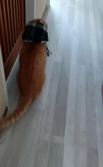 一目散に台所に向かってごはんのおねだり